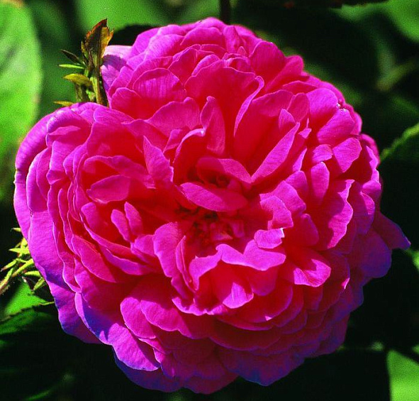 Роза Роза де Решт (Rose de Resht)