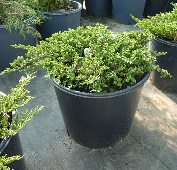 Можжевельник горизонтальный 'Принц оф Уэльс'