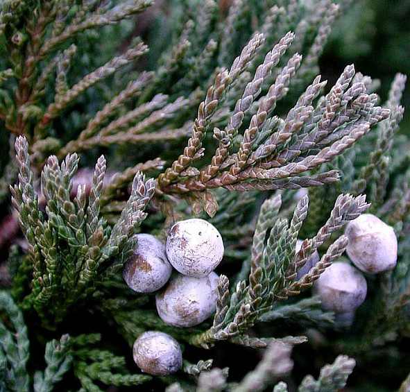 Можжевельник горизонтальный Вилтонии (Wiltonii)