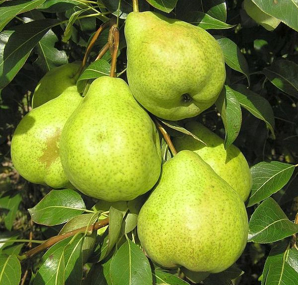 Груша 'Августовская роса'