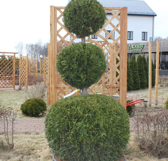 Туя западная 'Брабант' бонсай 3 шара