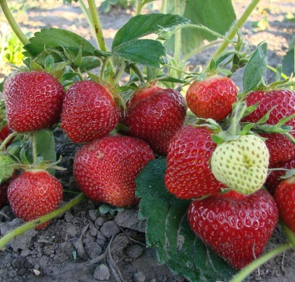 Земляника садовая (клубника) Альбион