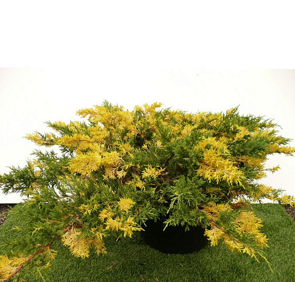 Можжевельник китайский 'Экспанса Вариегата'