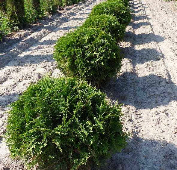 Туя западная 'Вудварди'