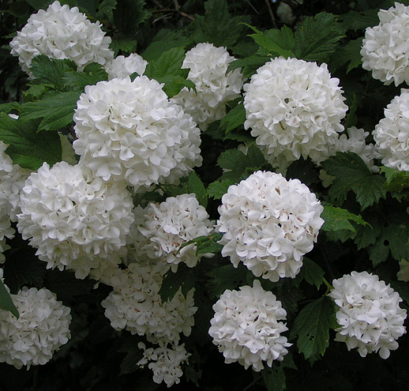 Калина обыкновенная 'Розеум'