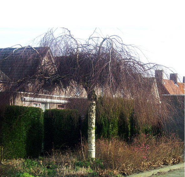 Береза повислая 'Тристис'