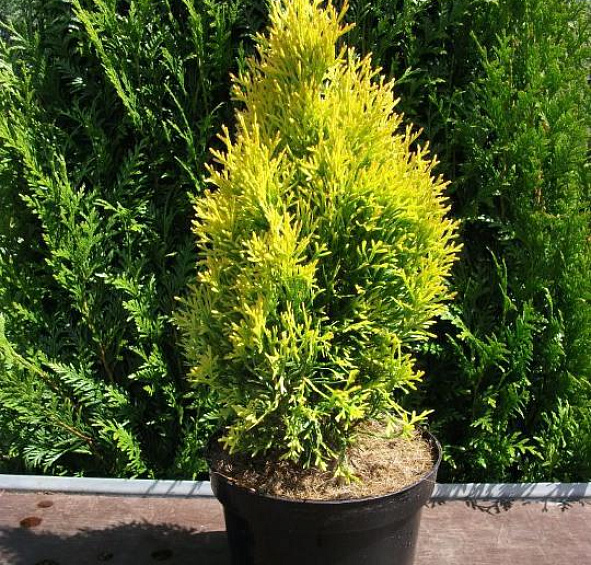 Туя западная 'Голден Смарагд'