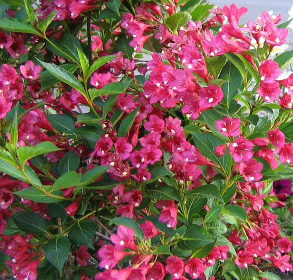 Вейгела цветущая 'Бристоль Руби'
