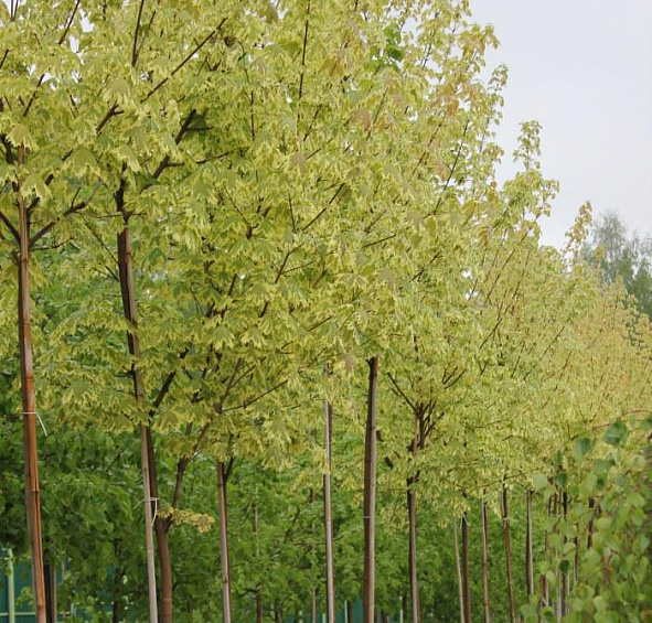 Клен остролистный 'Друммонди'