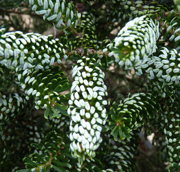Пихта корейская 'Силберлок'