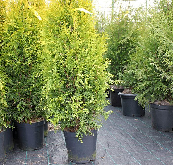 Туя западная 'Голден Брабант'