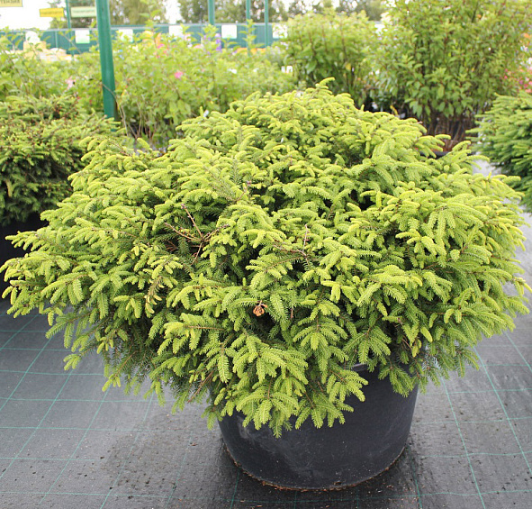 Ель обыкновенная 'Нидиформис'