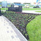 Благоустройство территории в п. Коммунарка г. Москва – Южный Готовые посадки