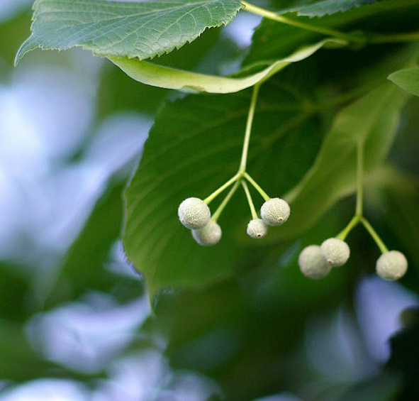 Липа мелколистная (сердцелистная)