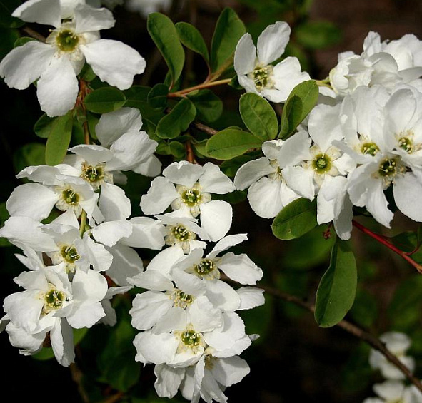 Экзохорда крупноцветковая 'Брайд'