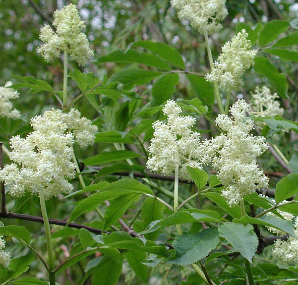 Бузина красная