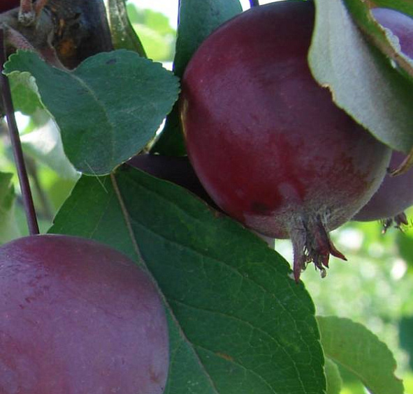 Яблоня Китайка Керр