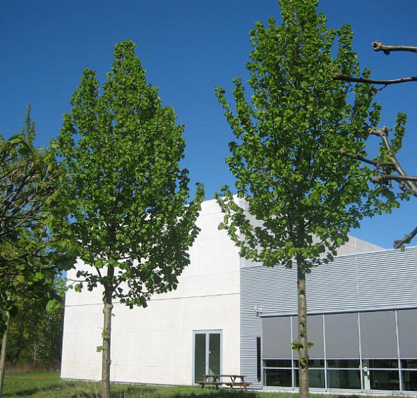 Липа крупнолистная 'Рубра'