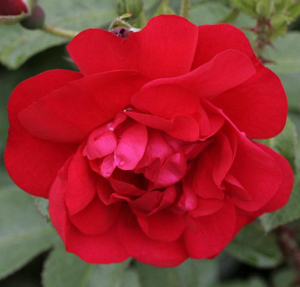 Роза Хансаланд (Hansaland)