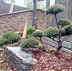 Галерея проектов: Барвиха Хиллс Озеленение участка в Барвиха Хиллс