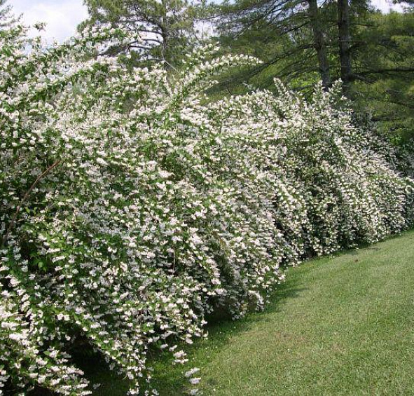 Дейция шершавая