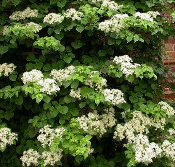 Гортензия черешковая (вьющаяся)