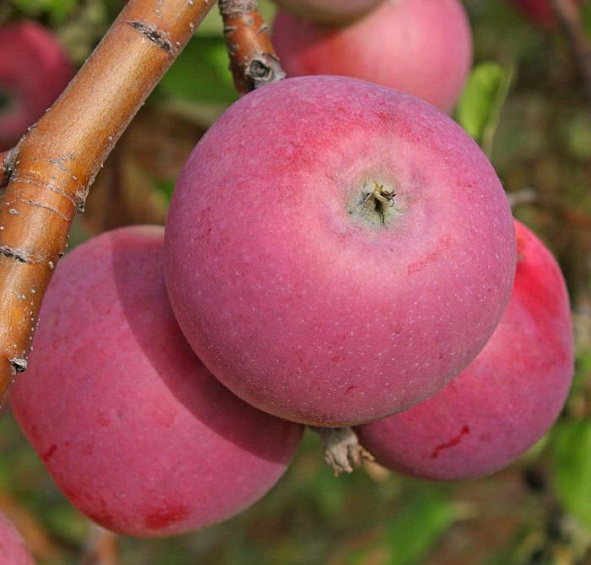 Яблоня домашняя 'Рождественское'