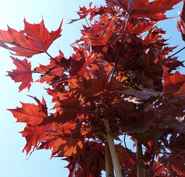 Клен остролистный 'Фассенс Блэк'