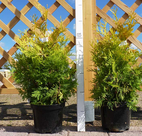 Туя западная 'Санкист'