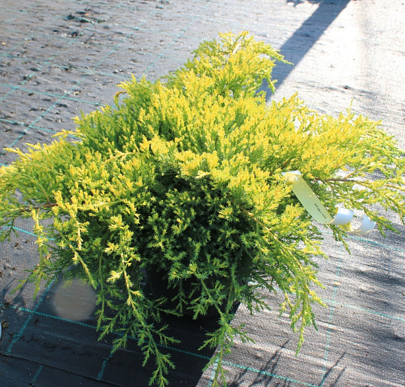 Можжевельник китайский 'Даубс Фростед'