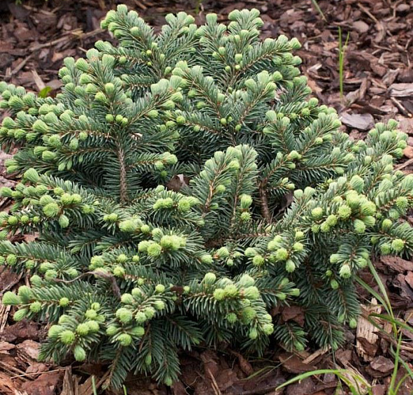 Ель колючая 'Вальдбрунн'