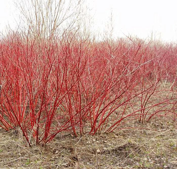 Дерен белый 'Сибирика'