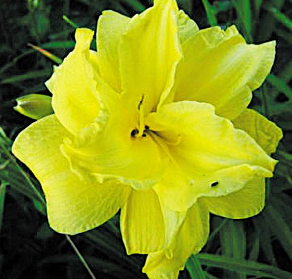 Лилейник гибридный 'Дабл Кьюти'