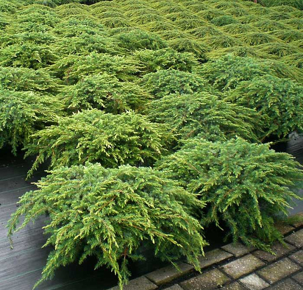 Можжевельник обыкновенный Репанда (Repanda)