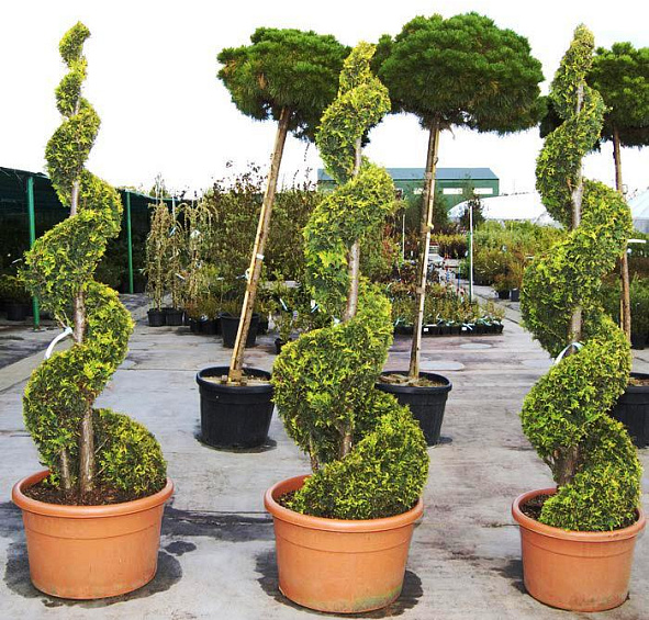 Туя западная 'Еллоу Риббон' спираль