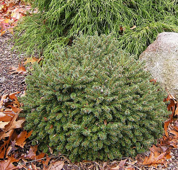 Ель сизая (канадская, белая) 'Эхиниформис'