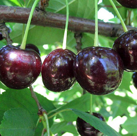 Вишня обыкновенная 'Харитоновская'