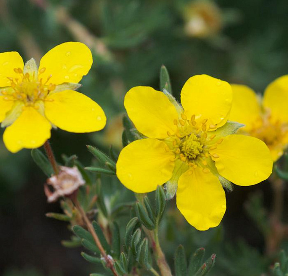 Лапчатка кустарниковая 'Кобольд'