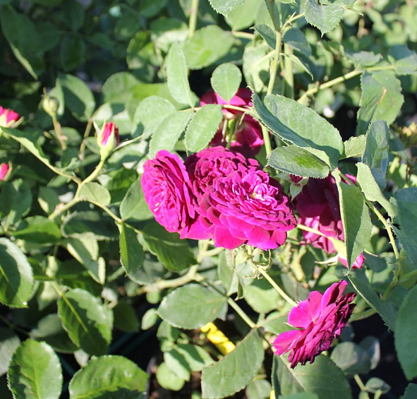 Роза 'Эбб Тайд' (флорибунда) (фиолетовая)