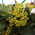 Фотоальбом Апрель в садовом центре (2012 г) Цветет Магония падуболистная