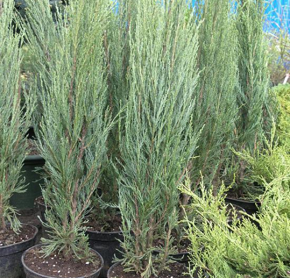 Можжевельник скальный 'Скайрокет'