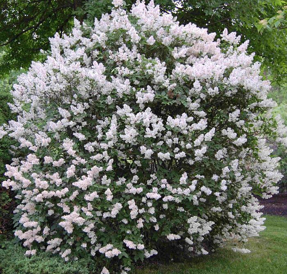 Сирень раскидистая 'Мисс Ким' (лилово-белая)