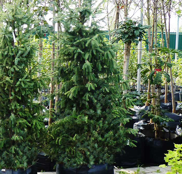 Ель сербская