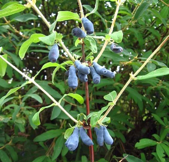 Жимолость съедобная 'Мальвина'