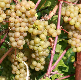 Виноград 'Платовский'