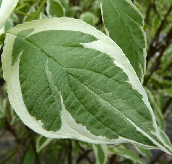 Дерен белый 'Элегантиссима'