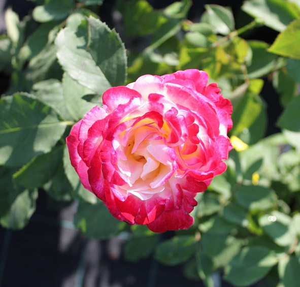 Роза 'Чандос Бьюти' (чайно-гибридная)(персиково - белая)