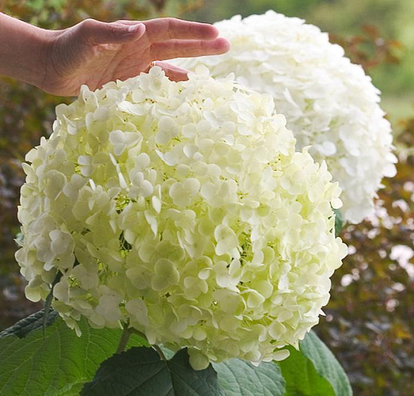 Гортензия древовидная 'Инкрэдибл'