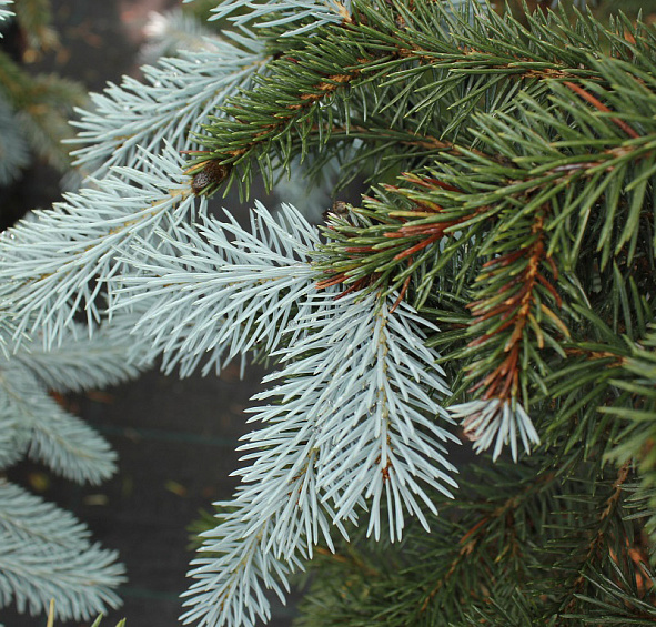 Ель колючая 'Эрих Фрам'