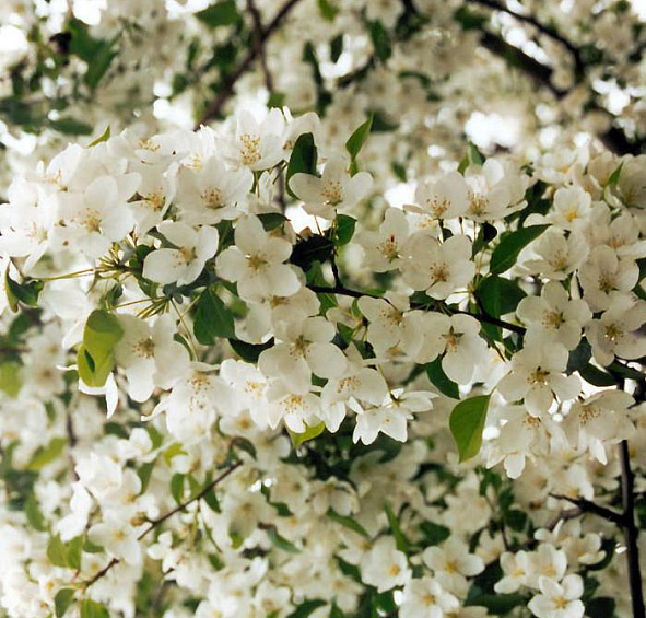 Яблоня лесная (декоративная)